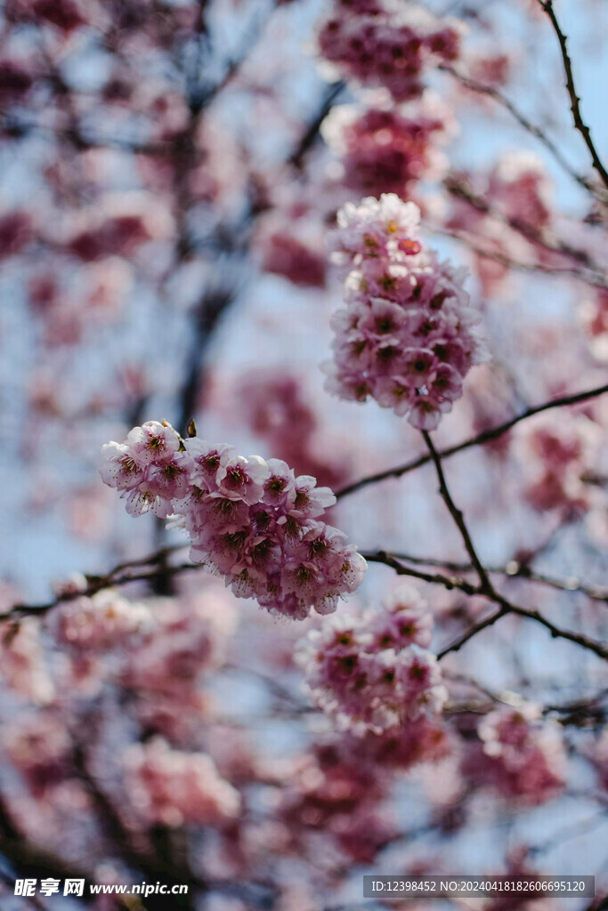樱花