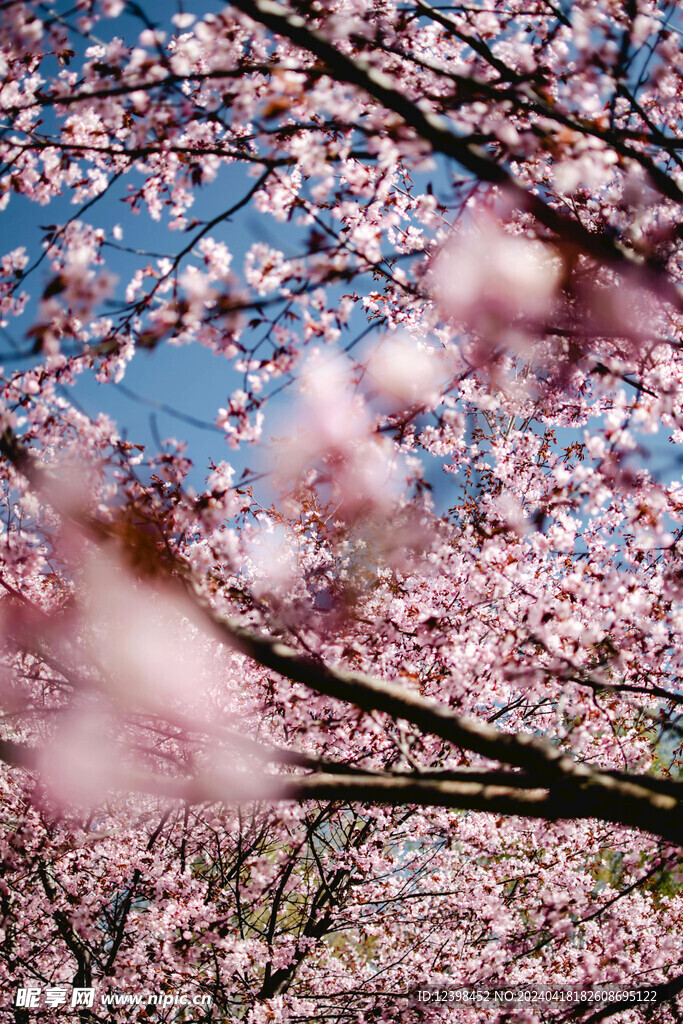 樱花