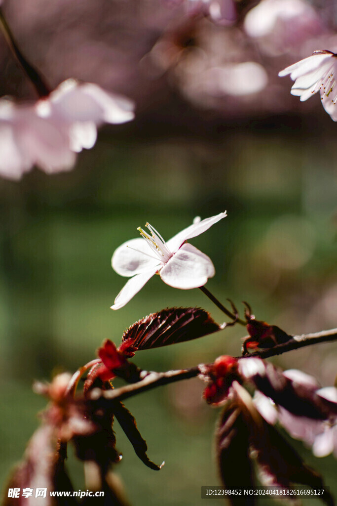 樱花