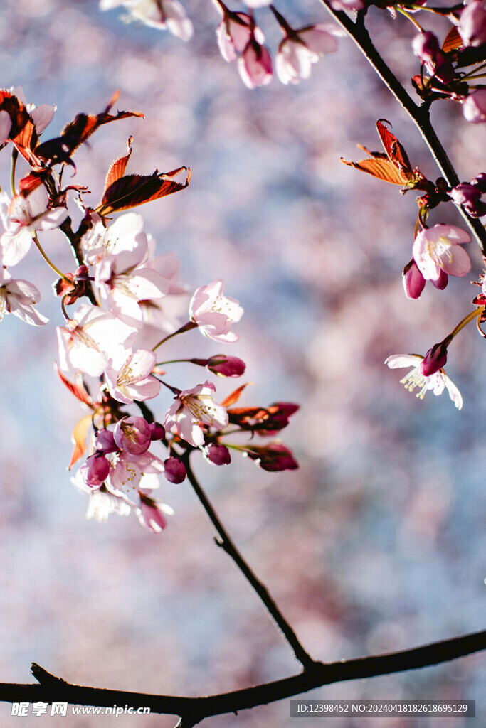 樱花