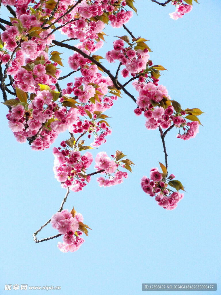 樱花