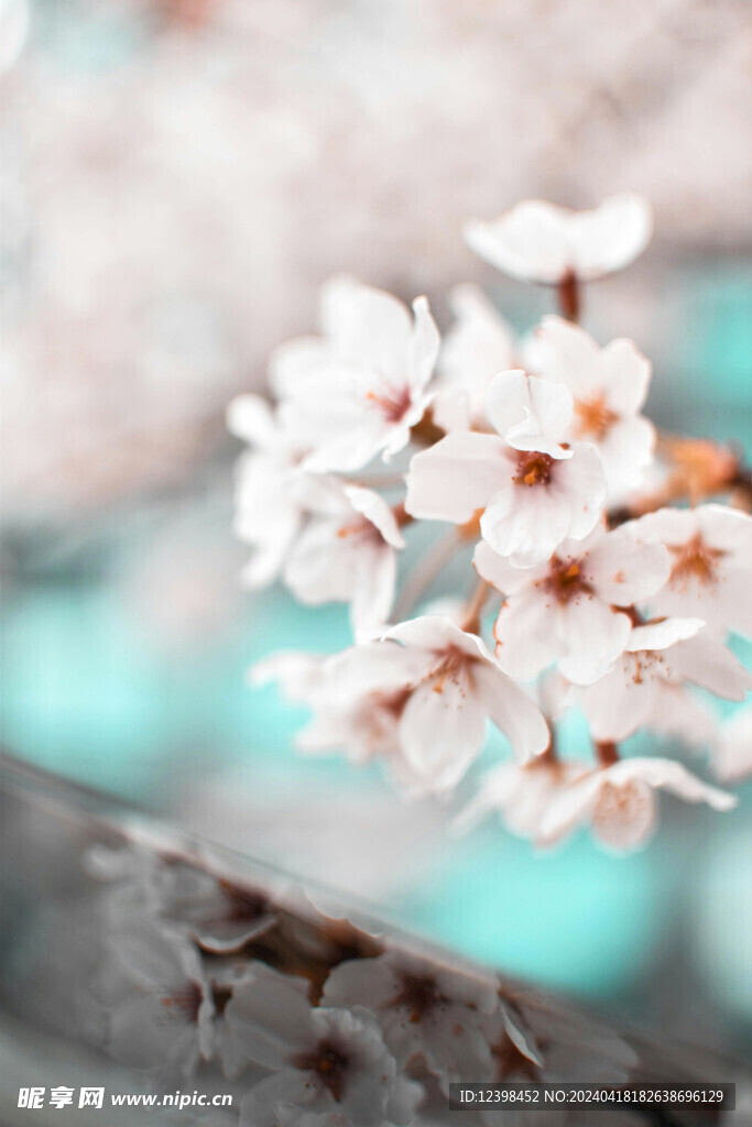 樱花
