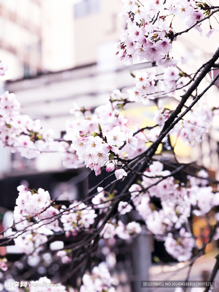 樱花