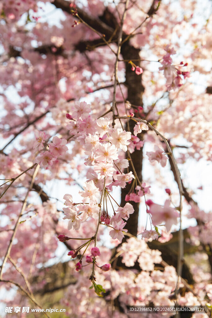 樱花