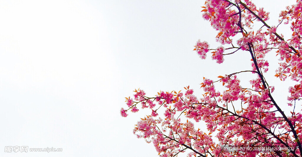 樱花