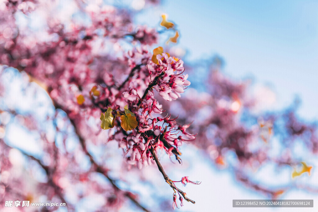 樱花