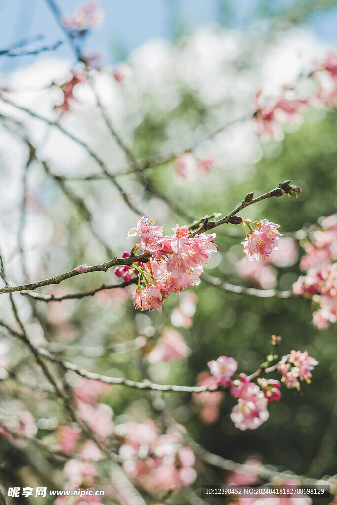 樱花