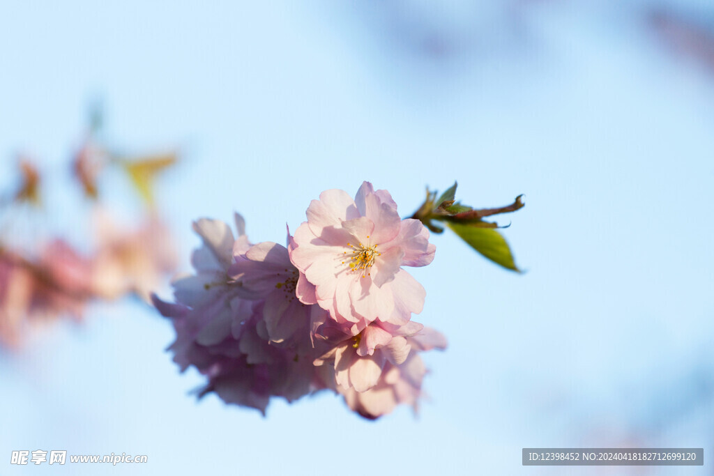 樱花