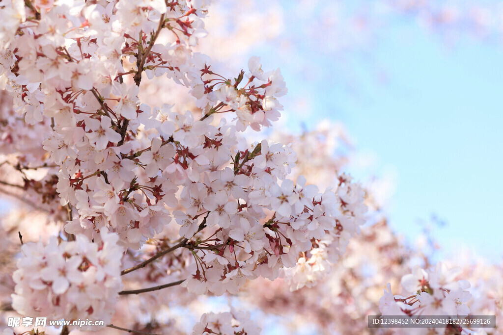 樱花