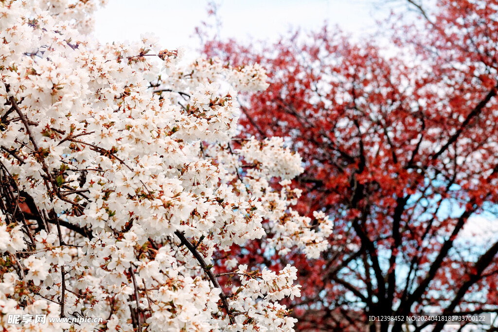 樱花