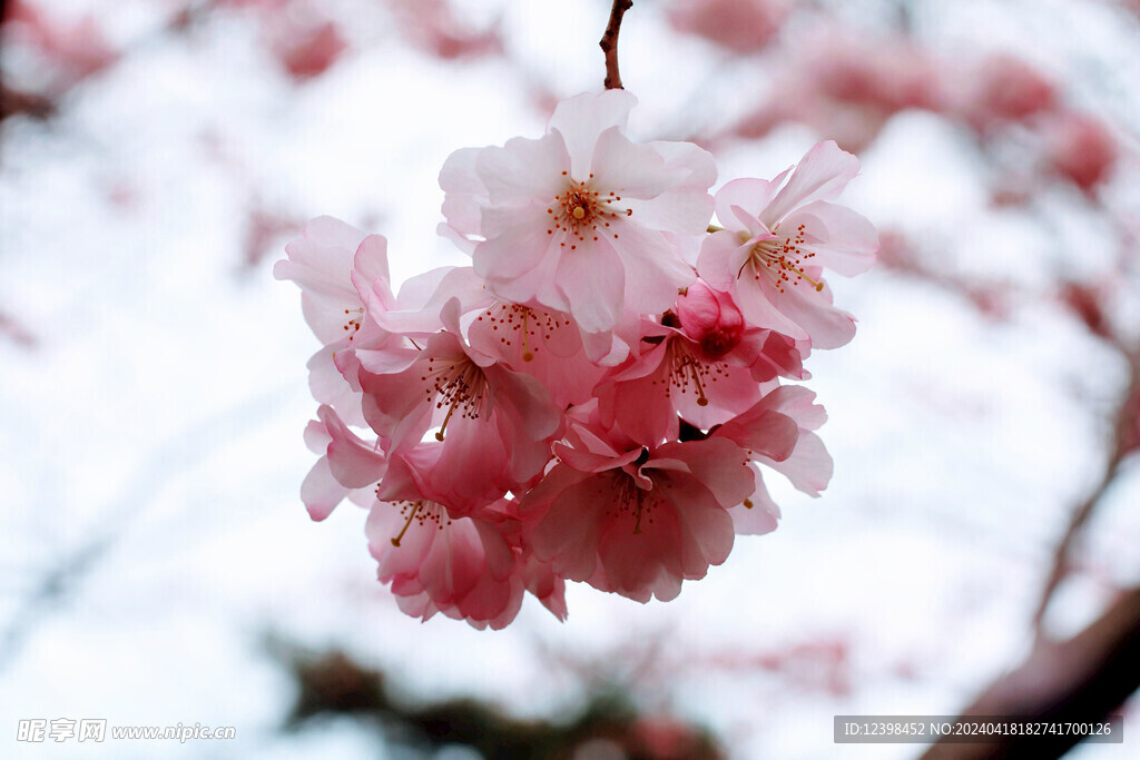 樱花
