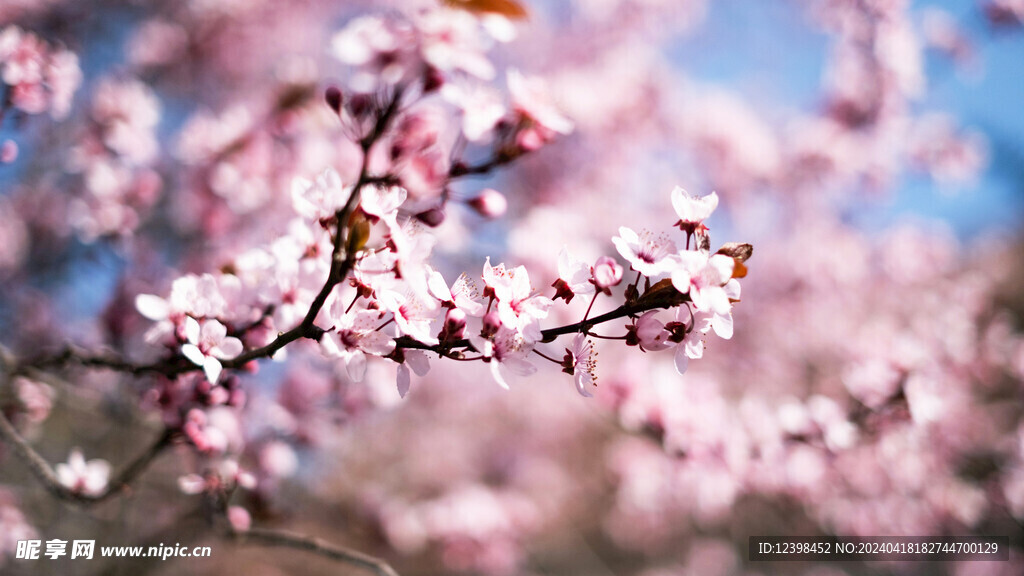 樱花