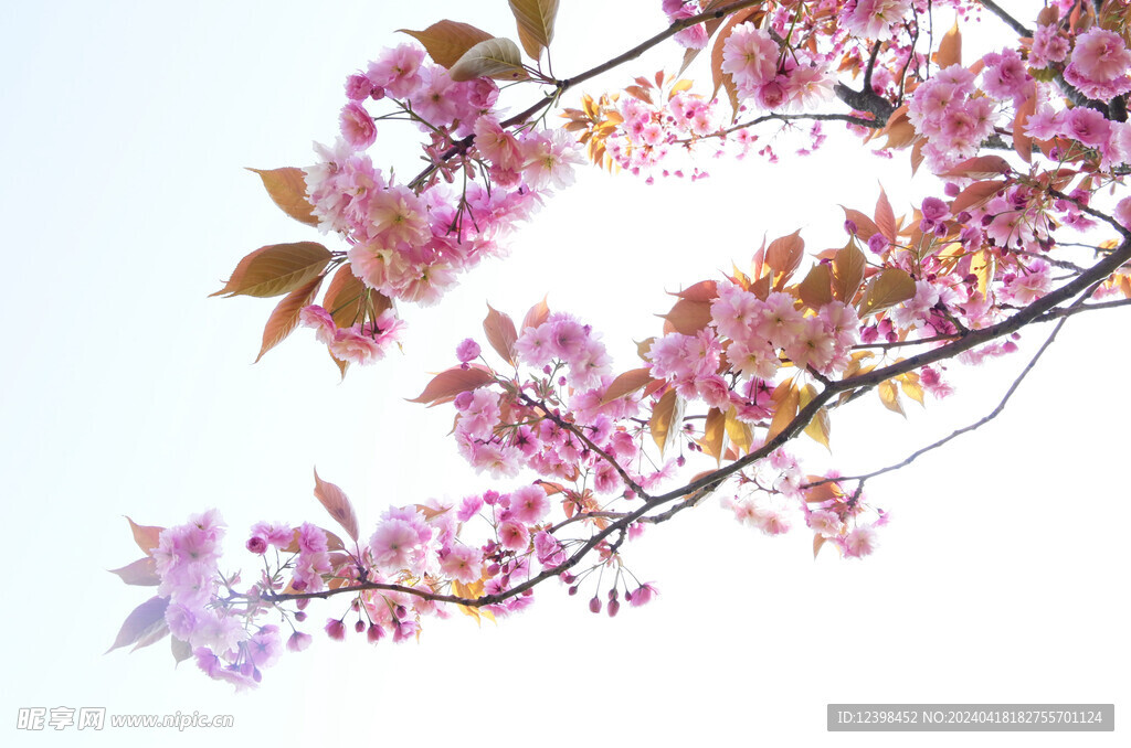 樱花