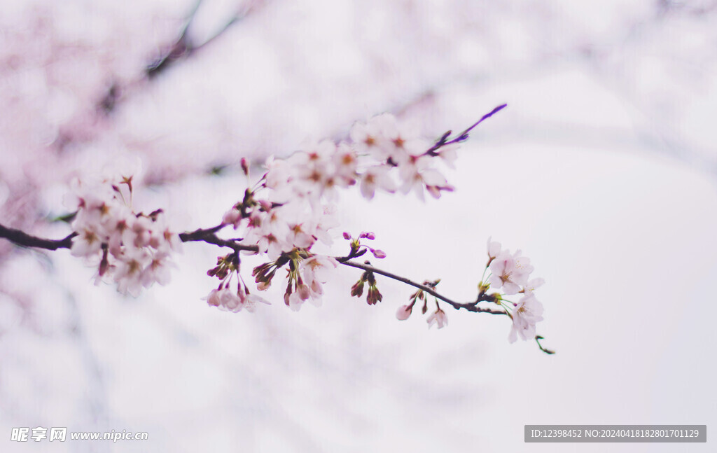 樱花