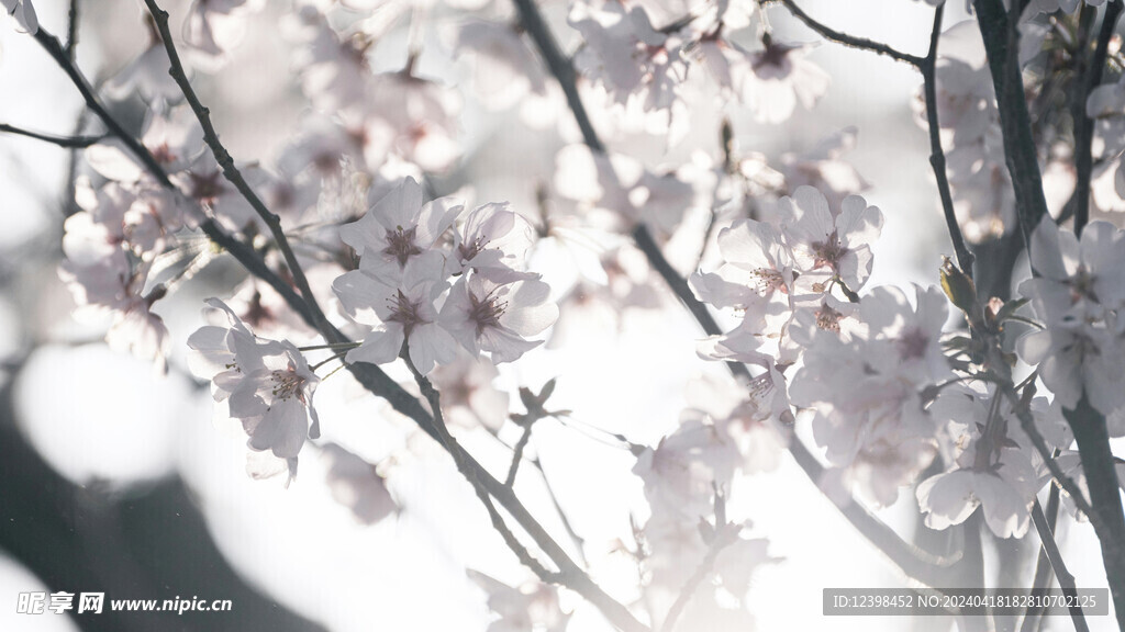 樱花