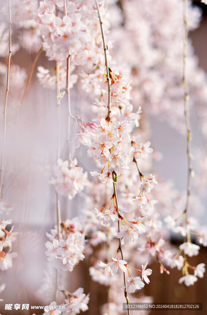 樱花