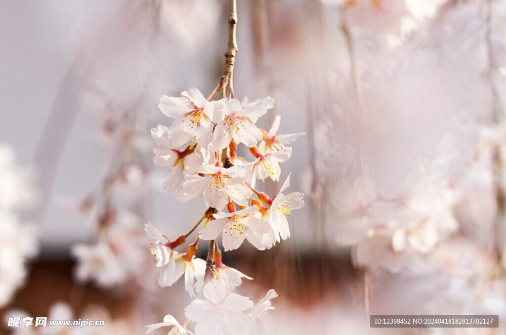 樱花
