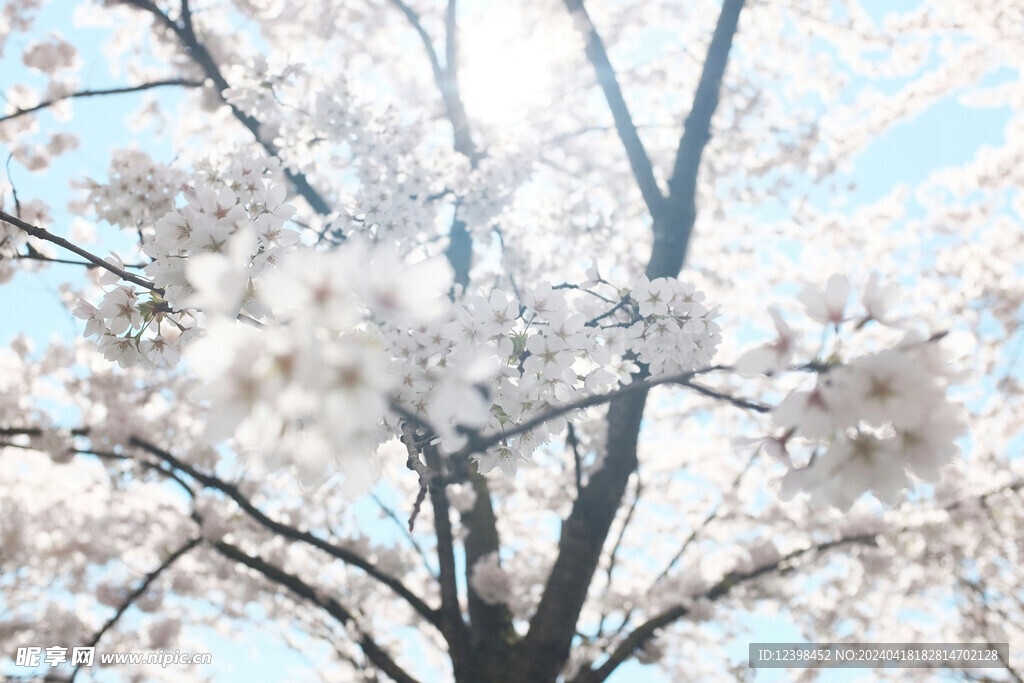 樱花