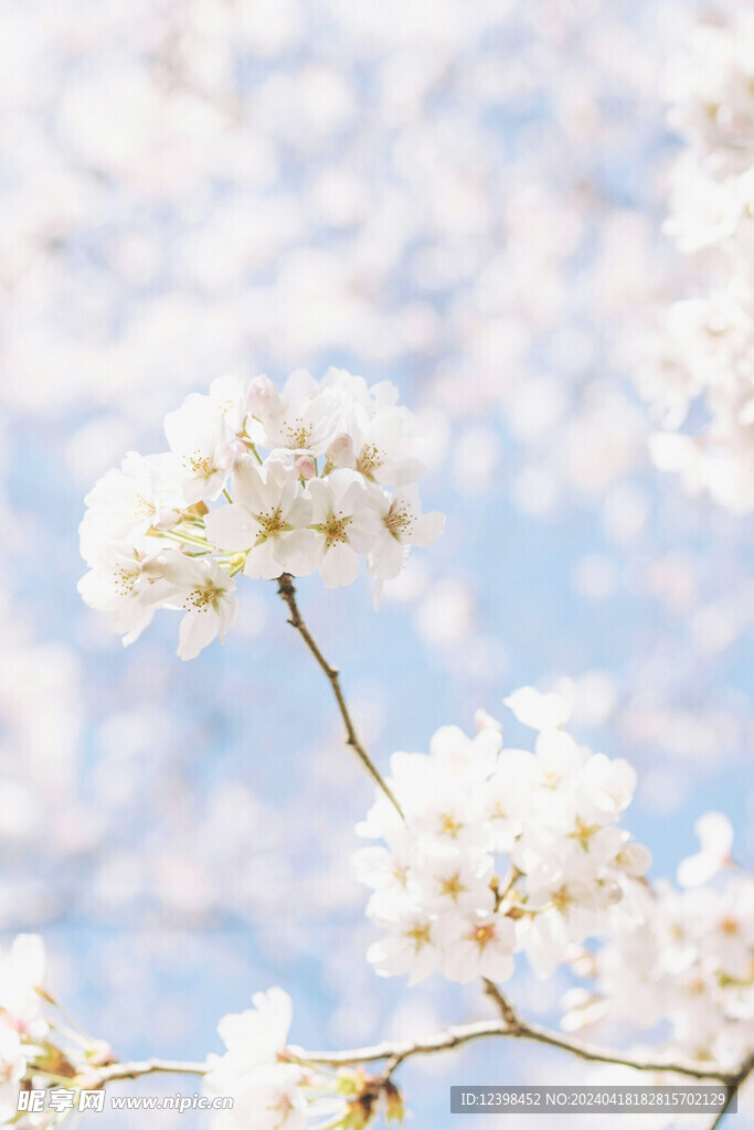 樱花