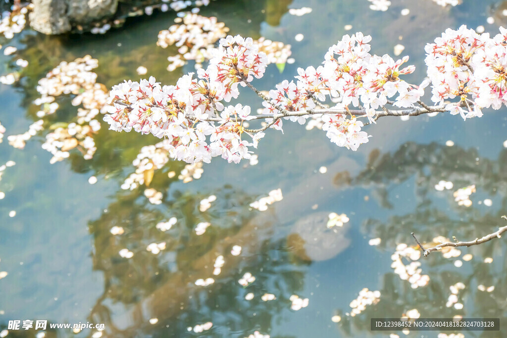 樱花