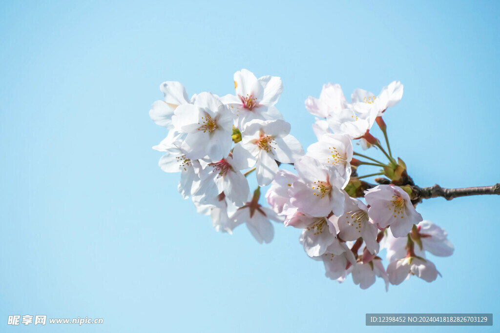 樱花