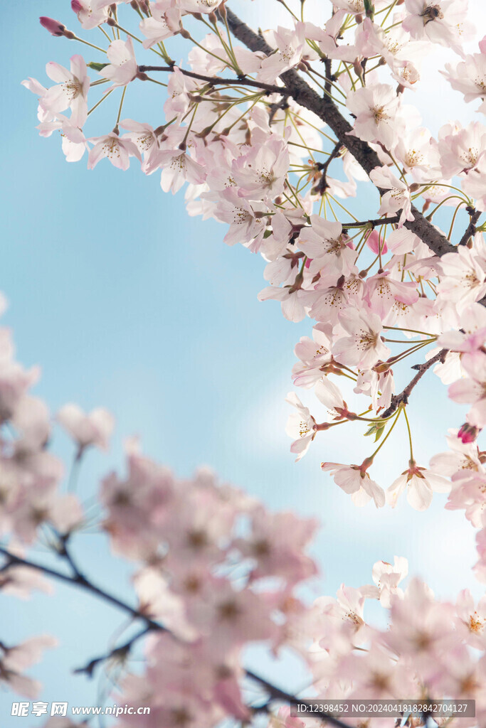 樱花