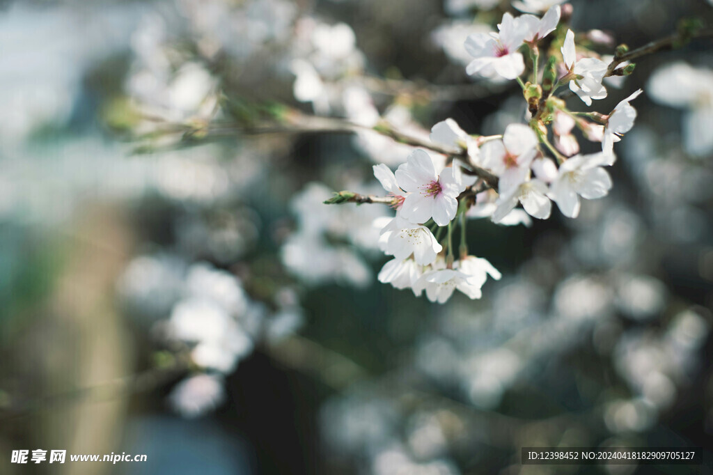 樱花