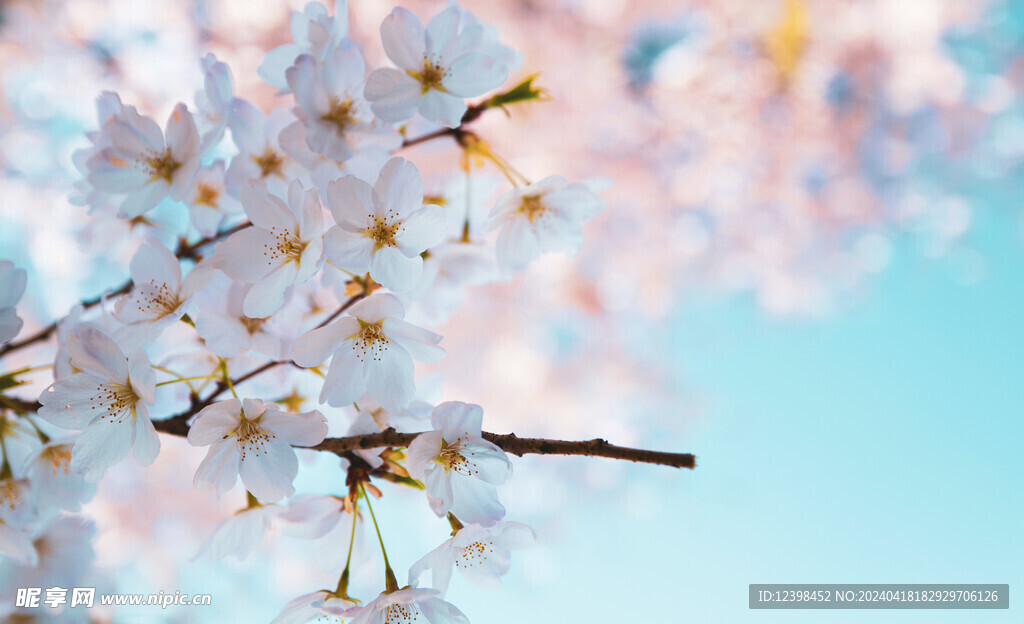 樱花