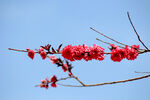 碧桃花