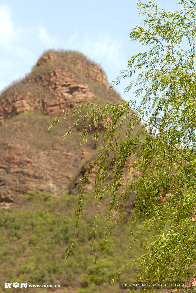 山前树