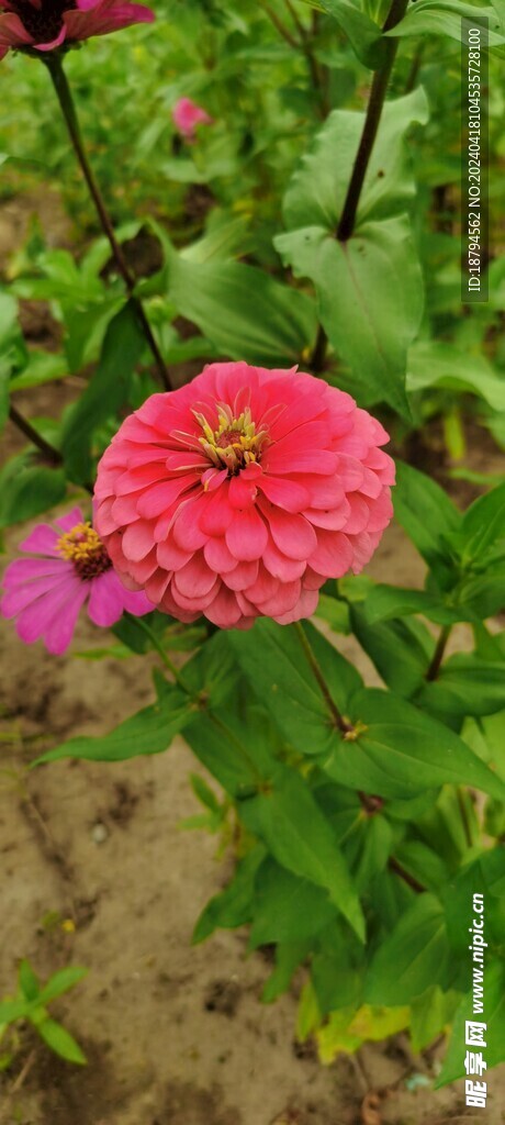 花朵 百日菊