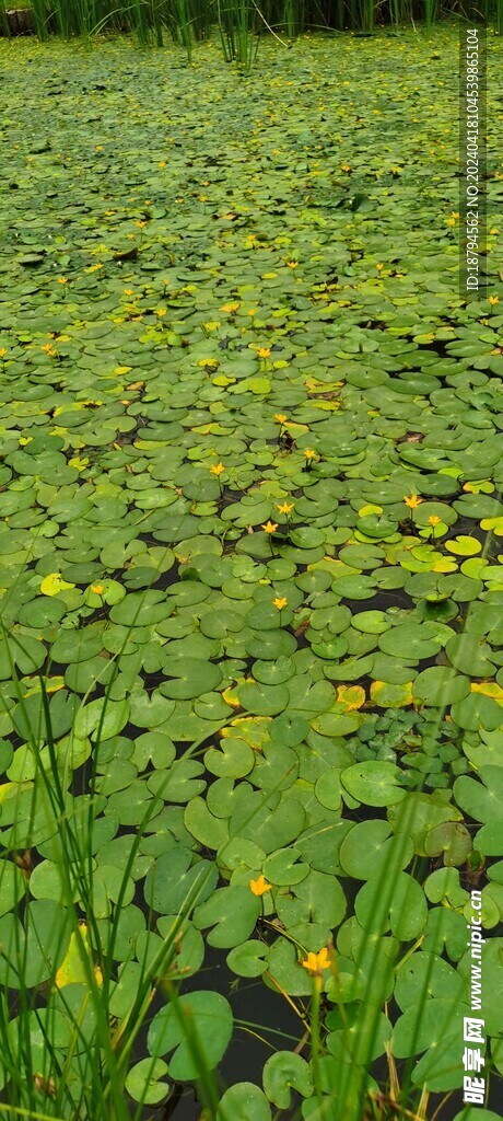 水荷叶 莕菜 荇菜