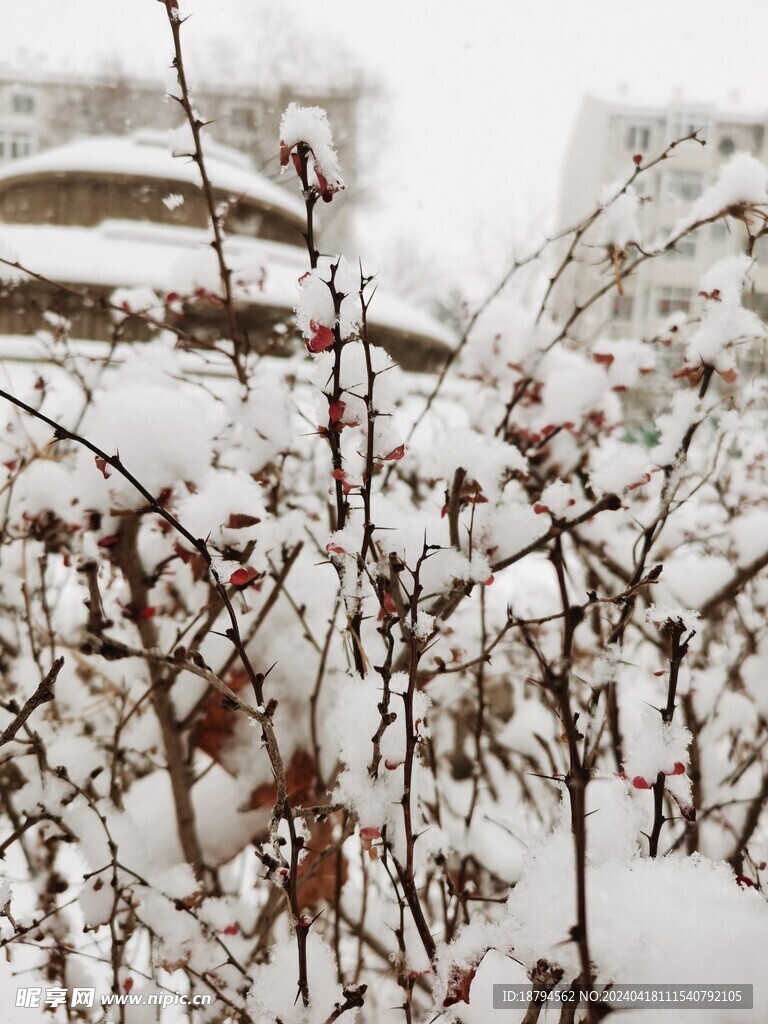 雪
