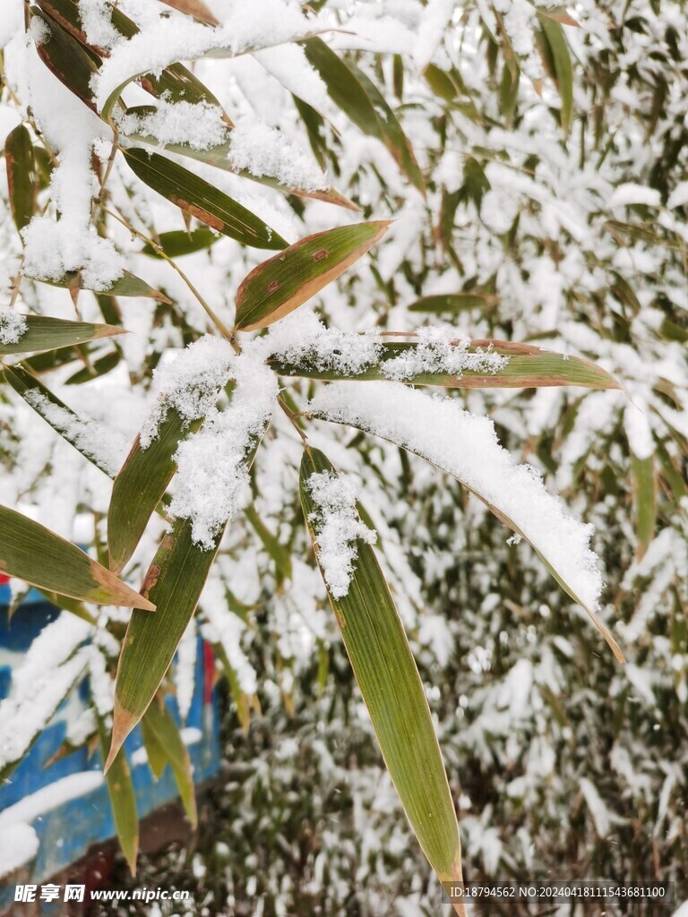 竹叶雪