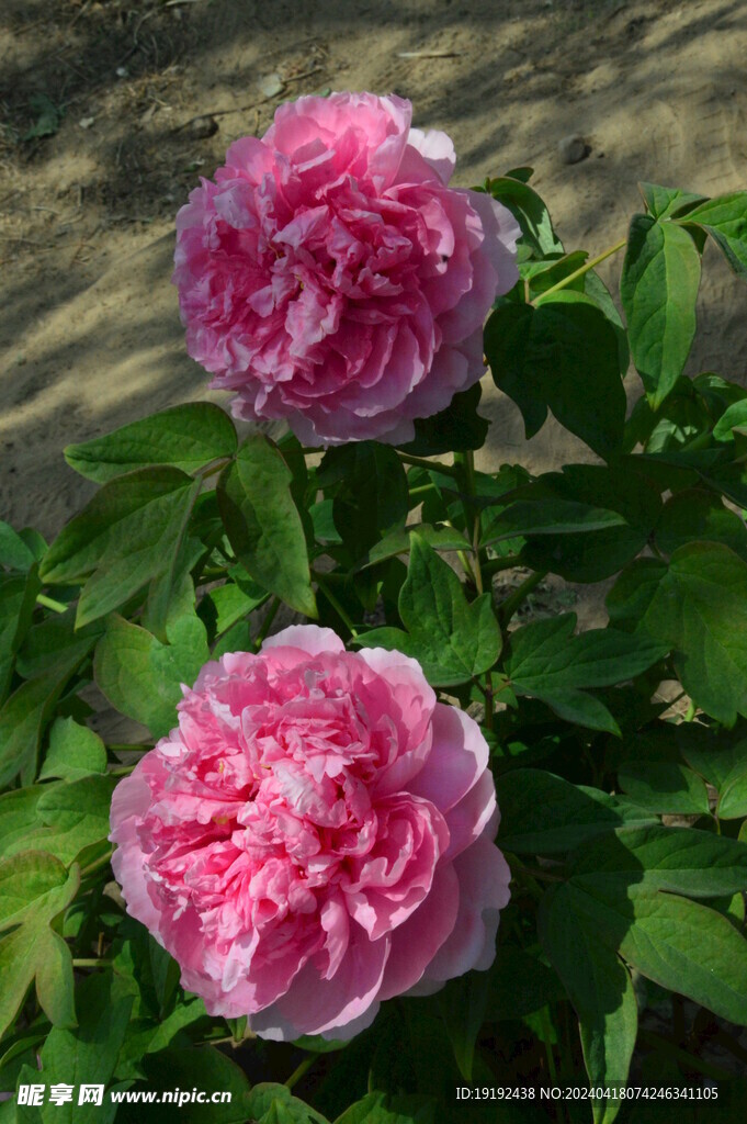 牡丹花