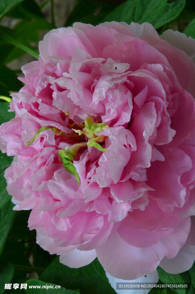牡丹花 