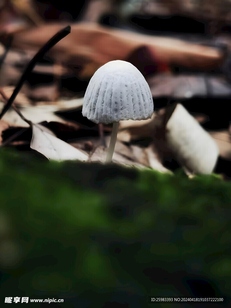 蘑菇