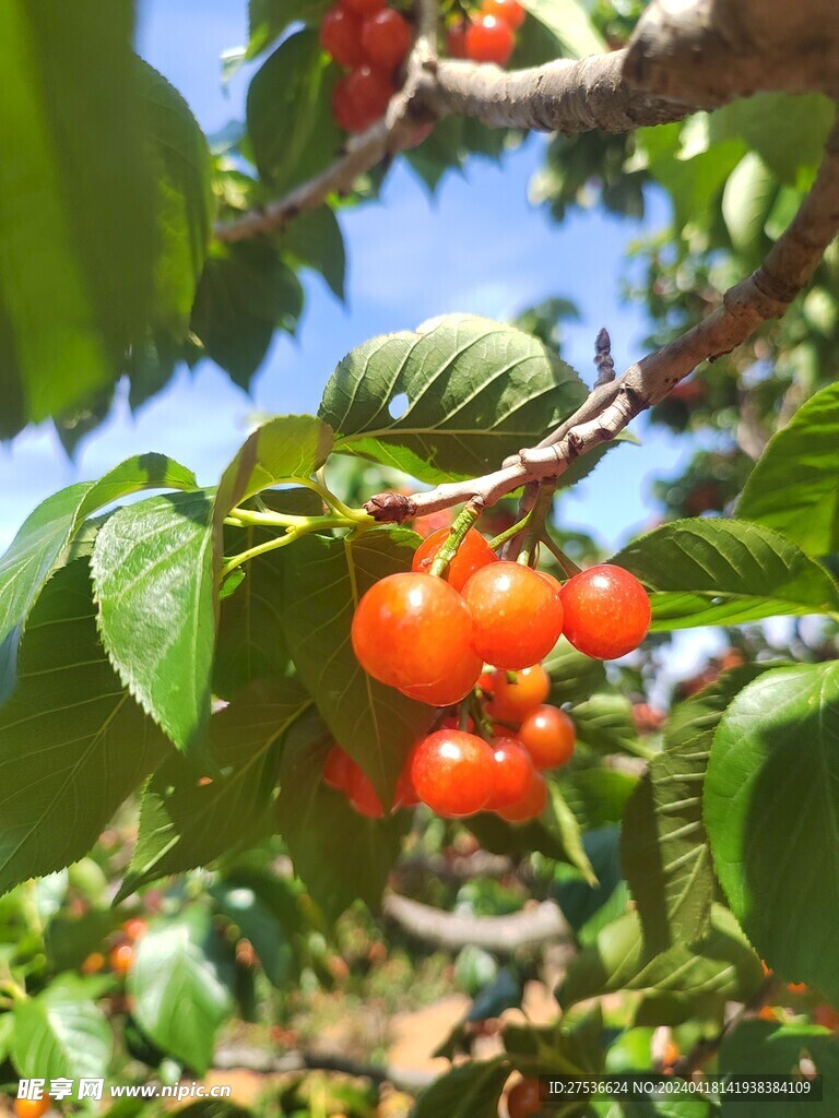 樱桃树