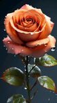 带水珠的淡橙色盛开的写实玫瑰，渐变色唯美背景