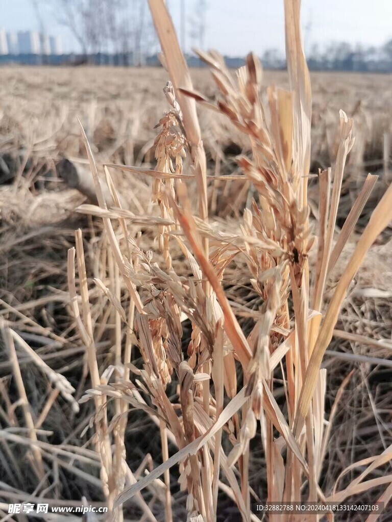 稻田稻穗