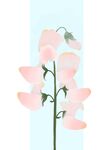 豌豆花