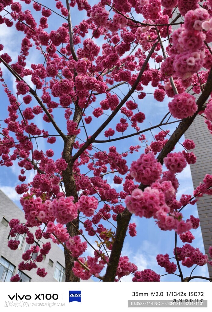 春日樱花
