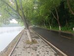 道路林木