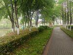 道路林木