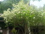 花树