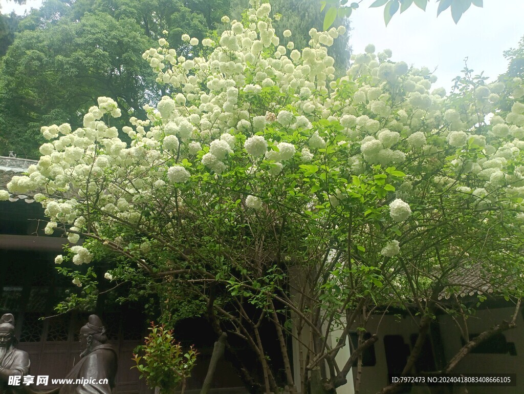 花树