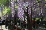 嘉定紫藤园