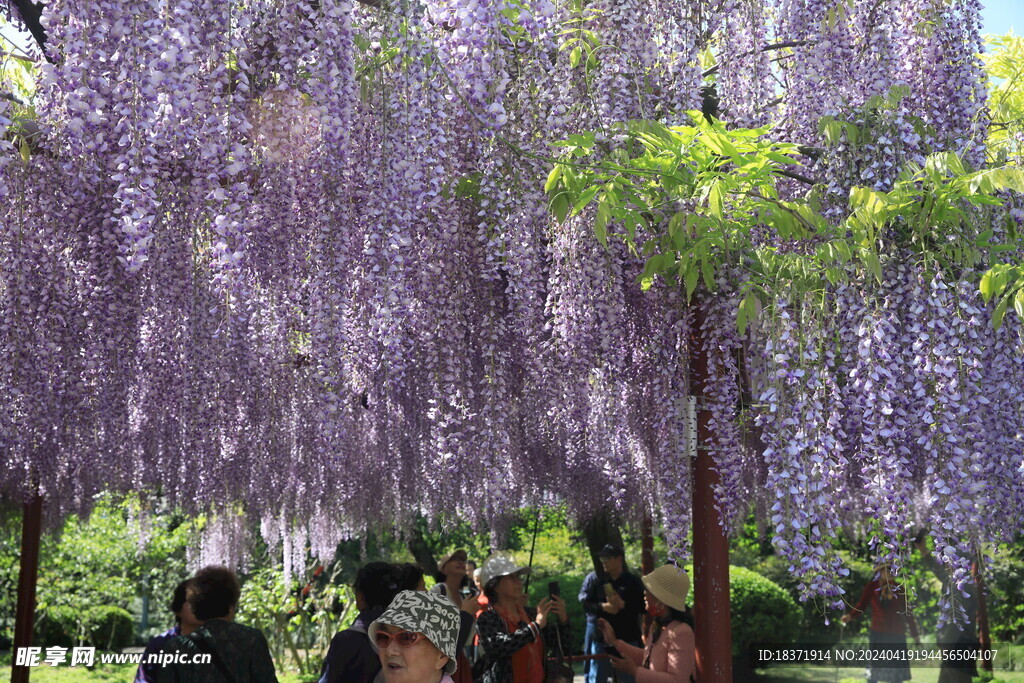 嘉定紫藤园