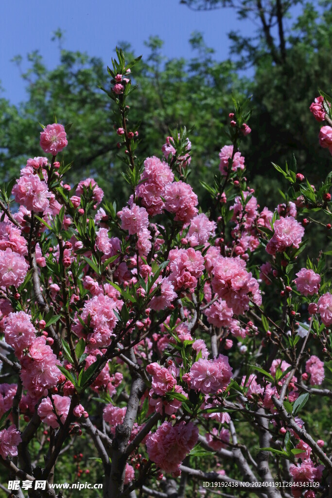 碧桃花  