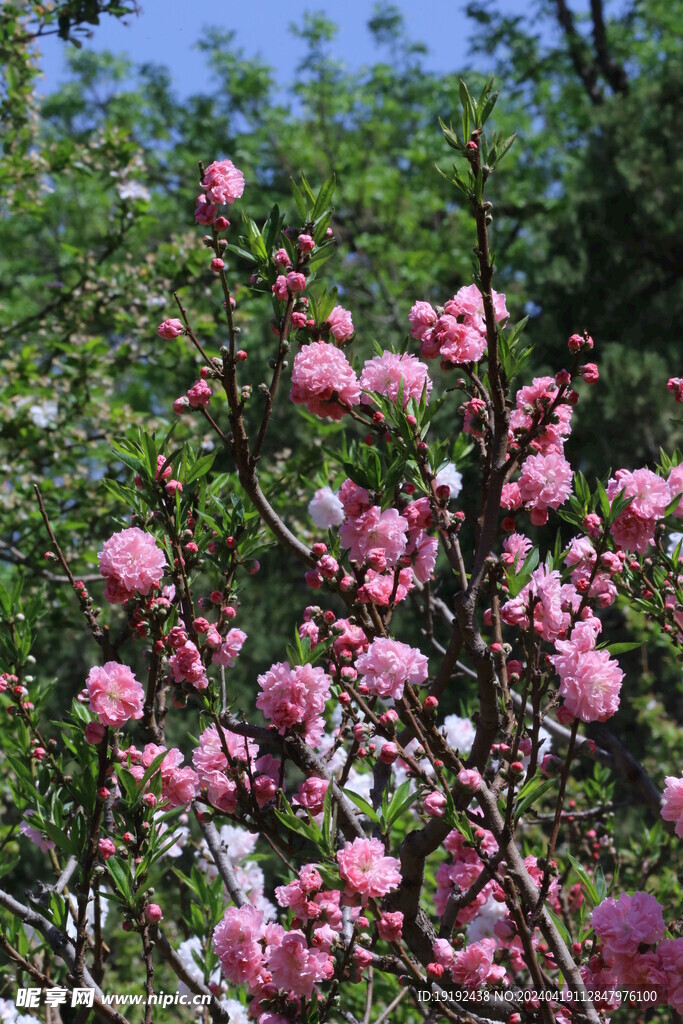 碧桃花 